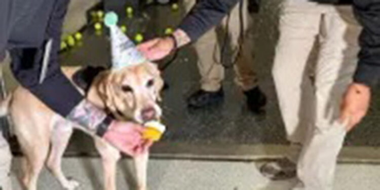 ABD'de bomba tespit köpeğine son iş günü sürpriz veda partisi