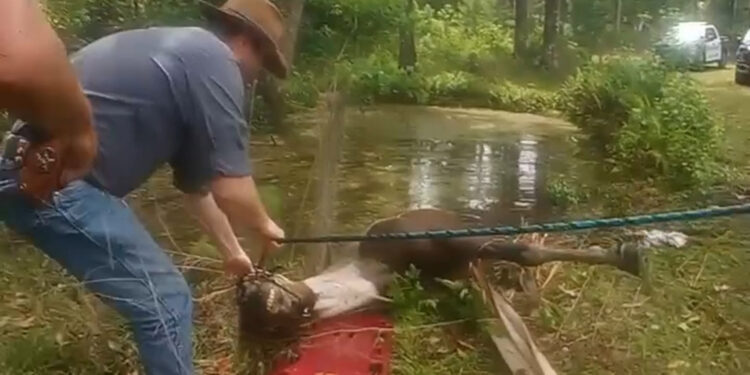 ABD’de gölete düşen at, boğulmaktan kurtarıldı