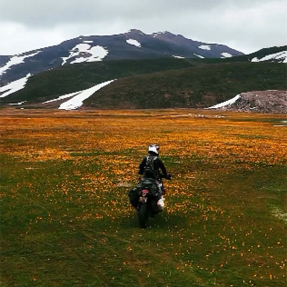 Endemik dağ lalelerini motosikletle ezdiler