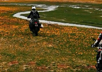 Endemik dağ lalelerini motosikletle ezdiler