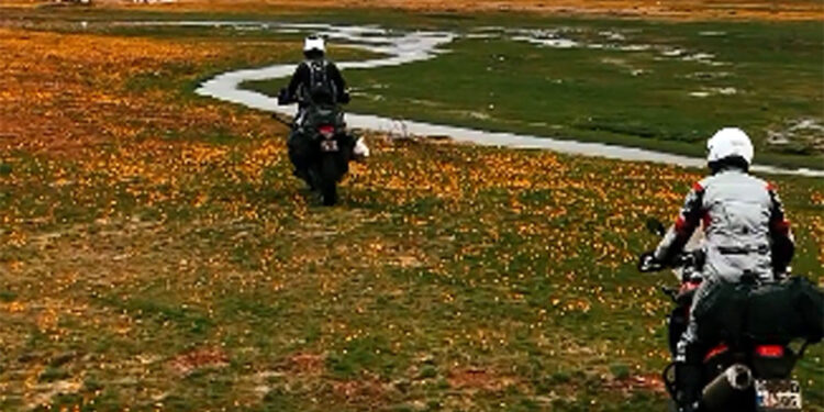 Endemik dağ lalelerini motosikletle ezdiler