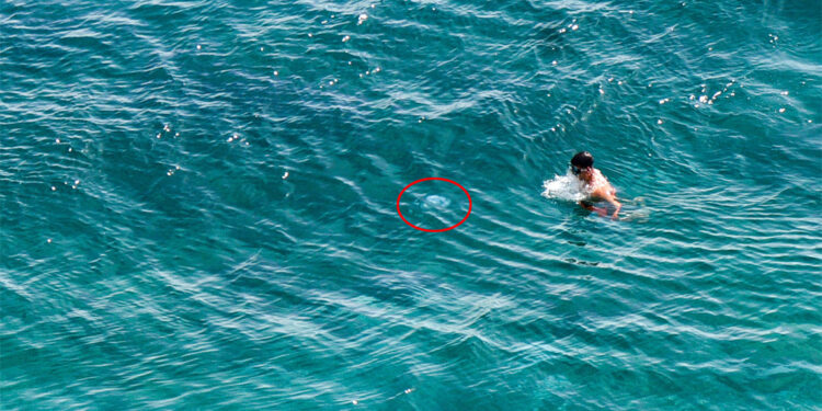 Denizanaları denize girenlere zor anlar yaşattı