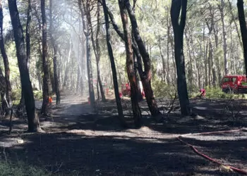 Manavgat'ta çıkan orman yangını korkuttu