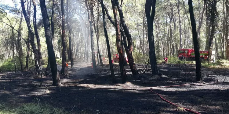 Manavgat'ta çıkan orman yangını korkuttu