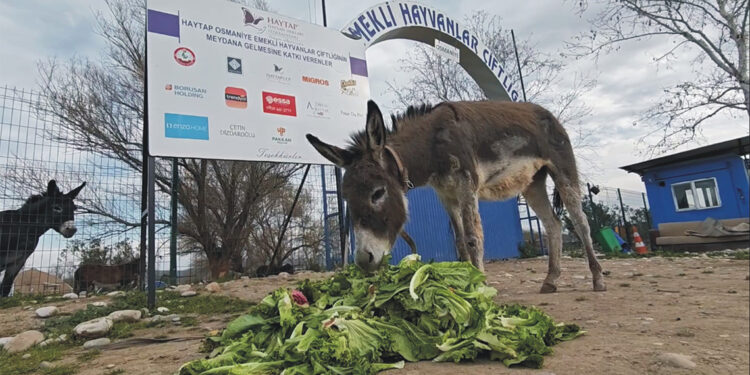Araç arkasında sürüklenen eşek emekli hayvanlar çiftliğinde
