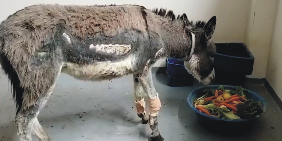 Siirt'te araç arkasında sürüklenen eşek, tedavisi sonrası (HAYTAP) Emekli Hayvanlar Çiftliği'ne yerleştirildi.