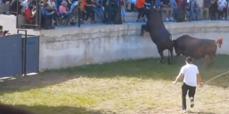 Güreştirilen boğa tribüne çıktı