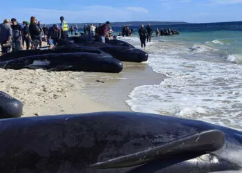 Avustralya'da 100'den fazla balina kıyıya vurdu