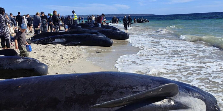 Avustralya'da 100'den fazla balina kıyıya vurdu