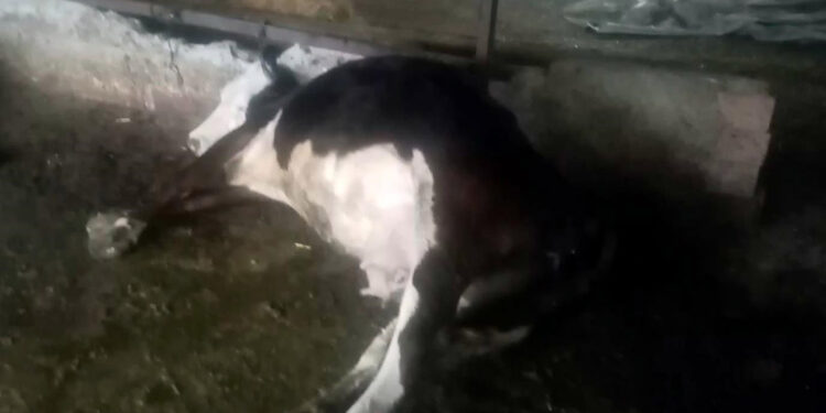 Ahıra yıldırım düştü; 7 büyükbaş öldü