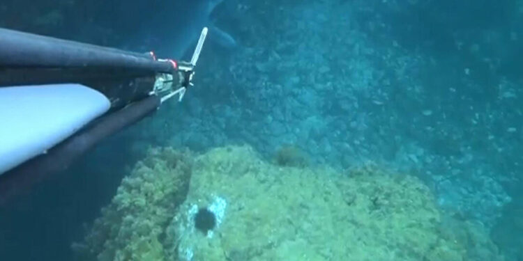 Akdeniz foku bölgede ekosistemin canlı olduğunu gösteriyor