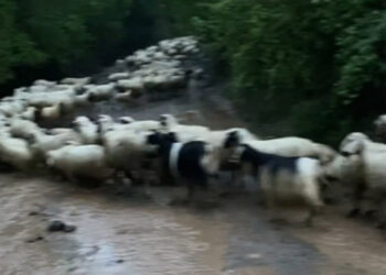 Amasya'da sağanak; yollar kapandı, hayvanlar mahsur kaldı