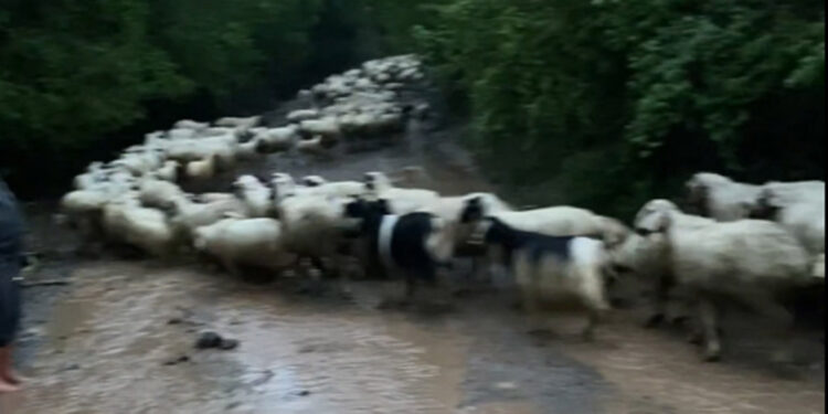 Amasya'da sağanak; yollar kapandı, hayvanlar mahsur kaldı