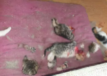 Ankara'da başları ve patileri kesilmiş 6 yavru kedi bulundu