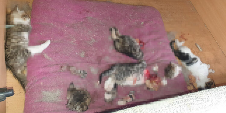 Ankara'da başları ve patileri kesilmiş 6 yavru kedi bulundu