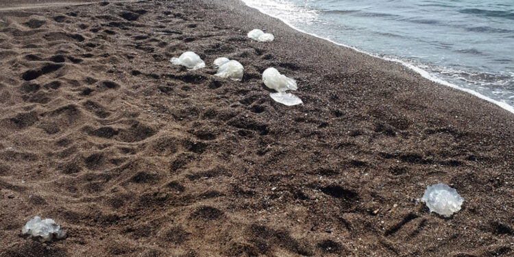 Antalya'da yüzlerce denizanası kıyıya vurdu