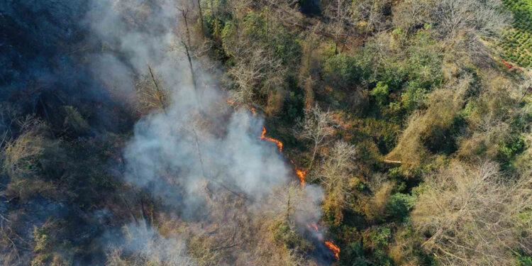 Arhavi'de örtü yangınında 4 hektarlık alanda zarar