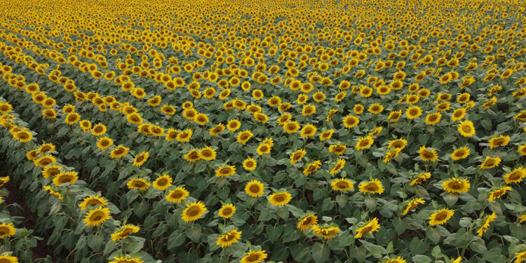 Ayçiçeğinde verim kaybı yaşamamak için bir an önce ekim yapılmalı