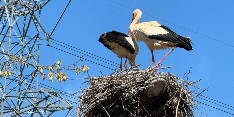 Ayşe leylek, bu yıl eşiyle geldi