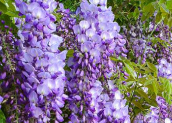 Ayvalık'ta mor salkım güzelliği
