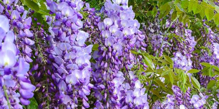 Ayvalık'ta mor salkım güzelliği