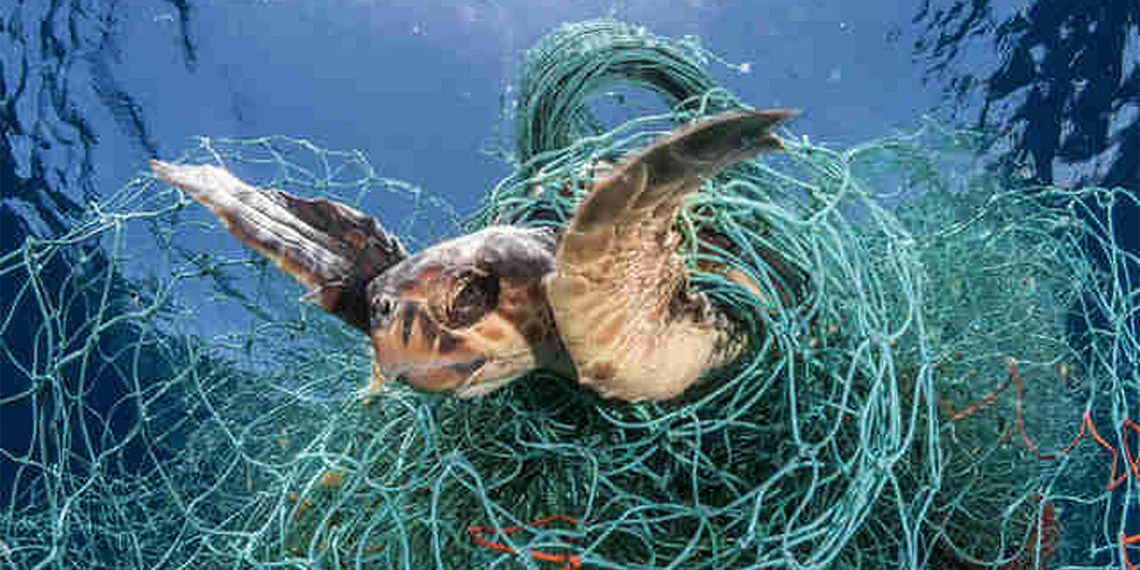 Deniz Kaplumbağaları Araştırma Kurtarma ve Rehabilitasyon Merkezi (DEKAMER) Müdürü Prof. Dr. Yakup Kaska, "Caretta carettalara dokunmayın, elle beslemeyin ve denize naylon poşet atmayın uyarısında bulundu.