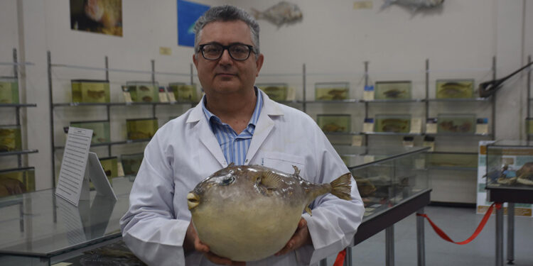 Balon balıklarıyla mücadelede tek çare; yerli türleri korumak