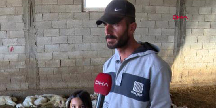 Banka kredisi ile aldığı kuzuları, başıboş köpekler öldürdü