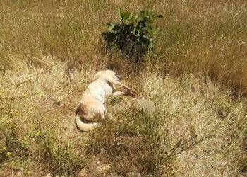 Bodrum'da zehirlenen 2 köpek ile 2 kedi öldü