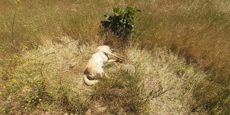 Bodrum'da zehirlenen 2 köpek ile 2 kedi öldü