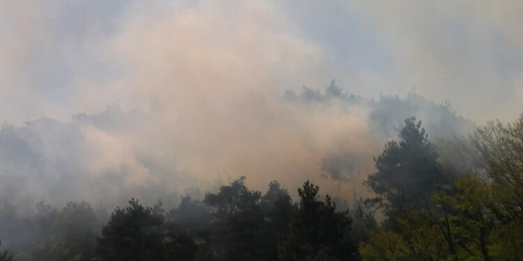 Bursa'da orman yangını çıktı