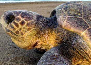 Caretta carettalar için sessizlik uyarısı