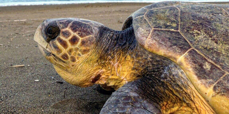 Caretta carettalar için sessizlik uyarısı