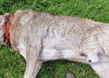 Çiftlikteki 3 çoban köpeği zehirlenerek öldürüldü
