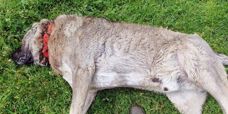 Çiftlikteki 3 çoban köpeği zehirlenerek öldürüldü