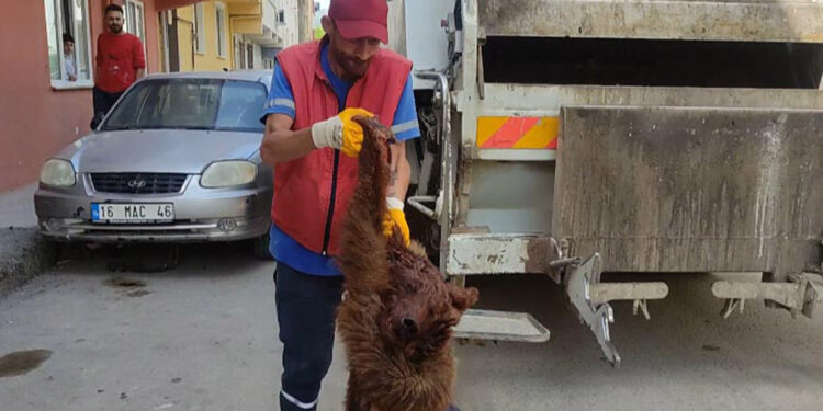 Çöpte başı kesilip derisi yüzülmüş ayı bulundu