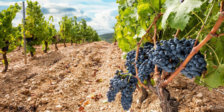 Değerse’den Çanakkale'ye üzüm projesi