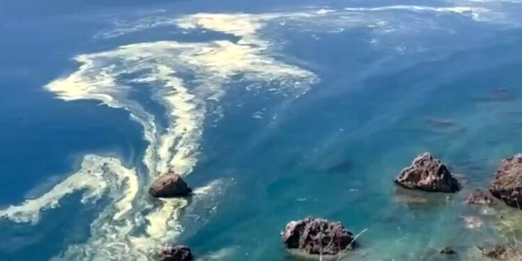 Denizdeki polen, 'müsilaj' sanıldı