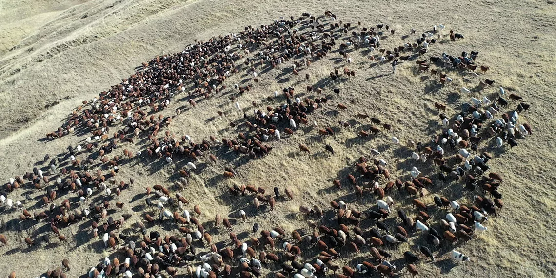 Erzurum hayvan varlığı açısından geçen sene konya'nın ardından ikinci sıradayken, bu yıl üçüncü sıraya geriledi.