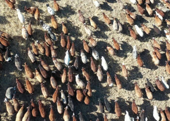 Erzurum hayvan varlığında üçüncü sıraya geriledi
