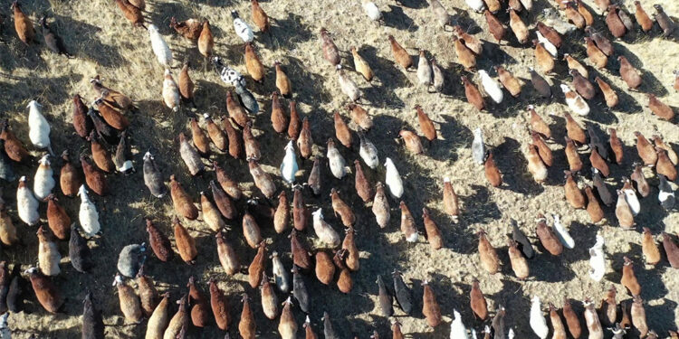 Erzurum hayvan varlığında üçüncü sıraya geriledi