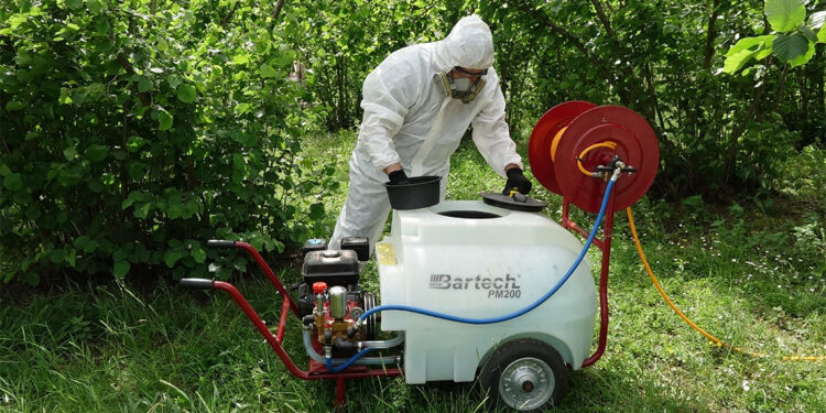 'Kahverengi kokarca'ya karşı yapışkan tuzaklar devrede