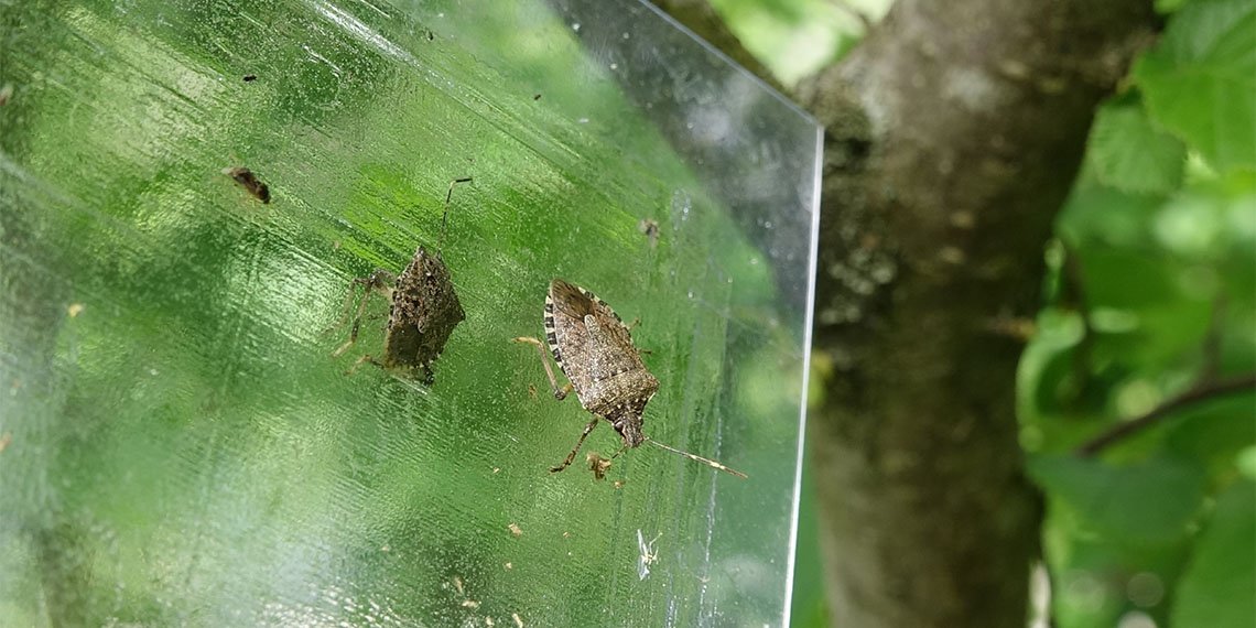 Doğu Karadeniz'de özellikle fındık bahçelerine dadanıp, suyunu emdiği bitkiye zarar veren 'kahverengi kokarca' adlı istilacı böceğe karşı kimyasal ve biyolojik mücadelelere takviye olarak, geliştirilen yapışkan tuzaklar da devreye alındı.