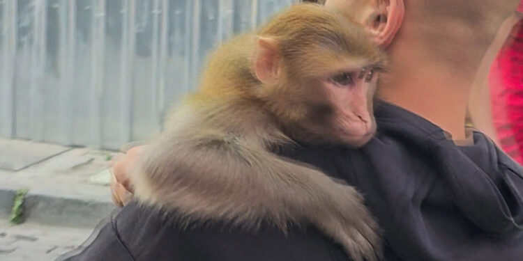 Fatih'te maymun Momo yine ortalığı karıştırdı
