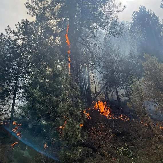 Gediz'de orman yangını; 2 hektar alan kül oldu
