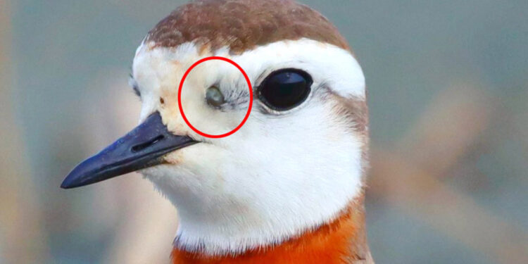 Göç eden doğu cılıbıtı kuşunda kene tespit edildi