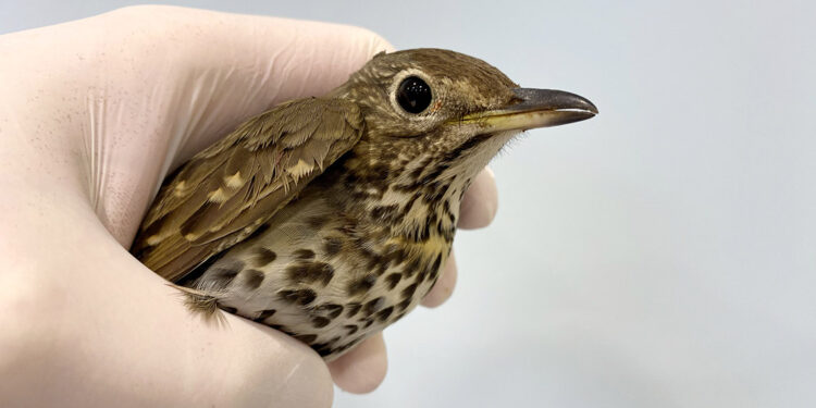 Göçmen kuş ölümlerinin yüzde 87'si insan kaynaklı