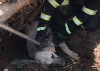 Göçük altında kalan köpeği itfaiye kurtardı