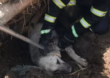Göçük altında kalan köpeği itfaiye kurtardı
