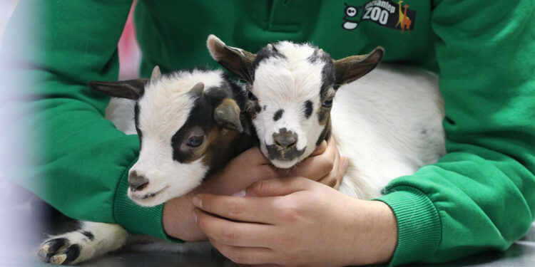 Hayvanat Bahçesi'nde 4 cüce keçi dördüz doğurdu